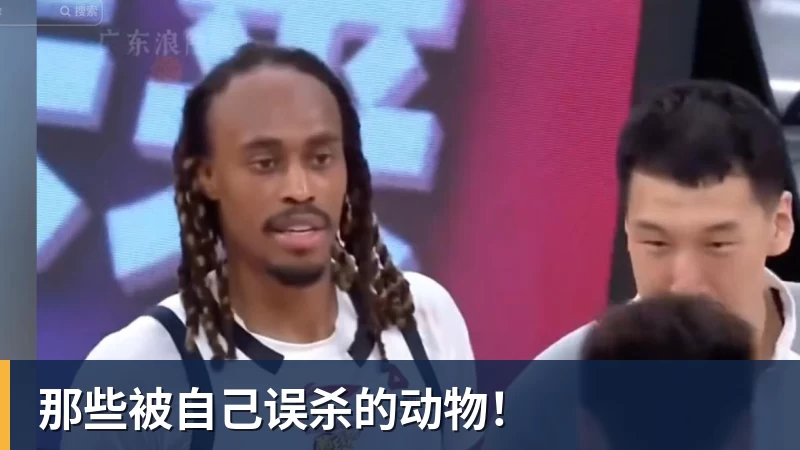 雨燕直播那些被自己误杀的动物！